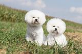 BICHON FRISE 117